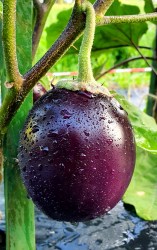 eggplant moonlight sonata